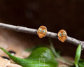 Owl Stud Earrings